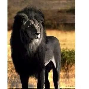 Meet your Posher, Demacio